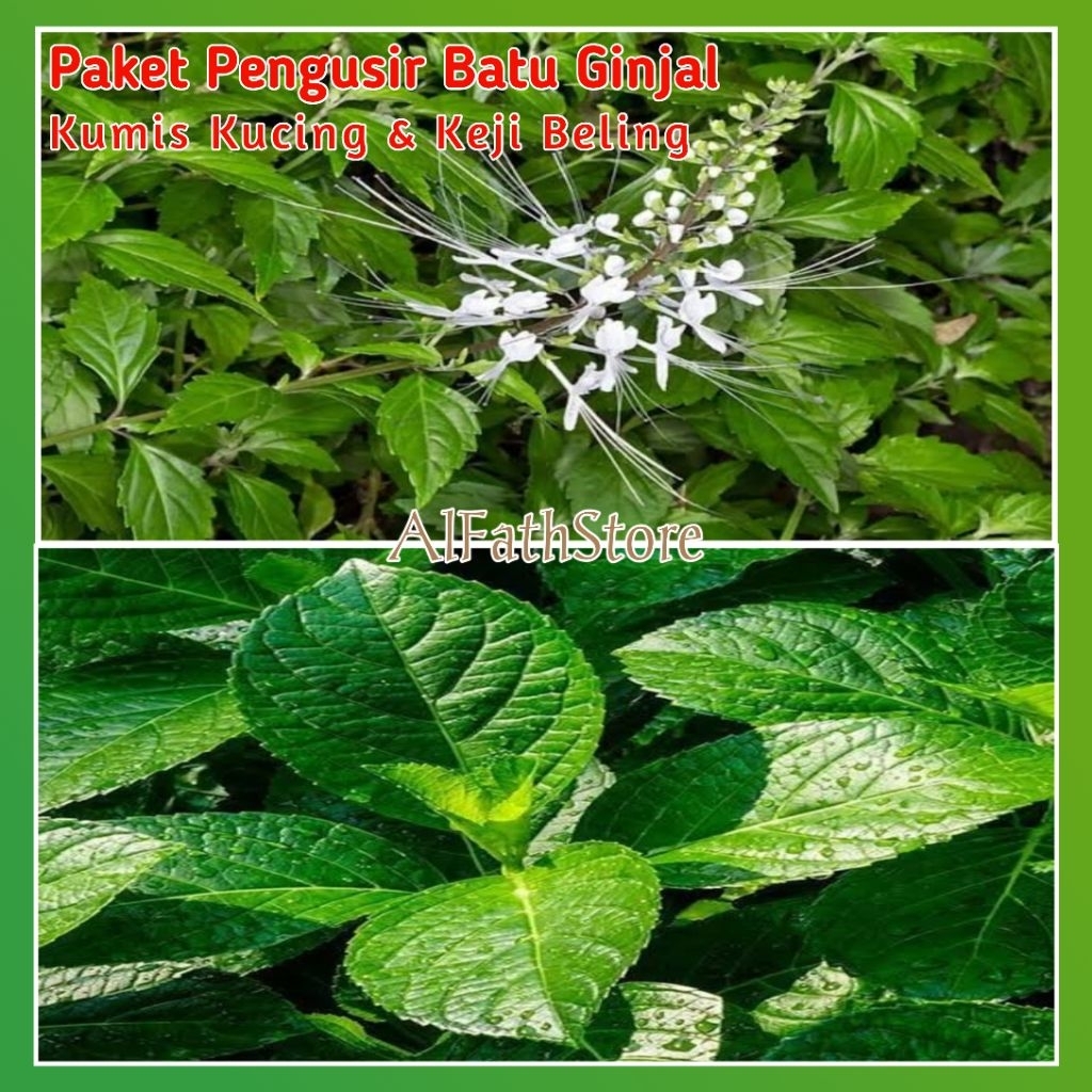 

Paket Lengkap Kumis Kucing & Keji Beling Pengusir Batu Ginjal