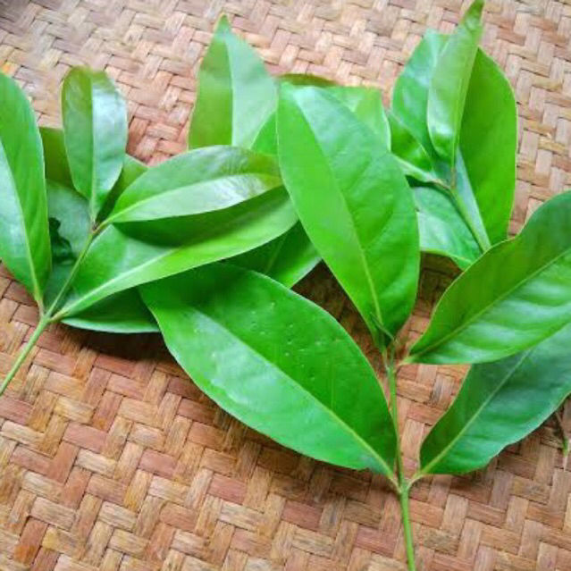 

Daun salam | empon empon | godong salam | Obat herbal | bumbu masak