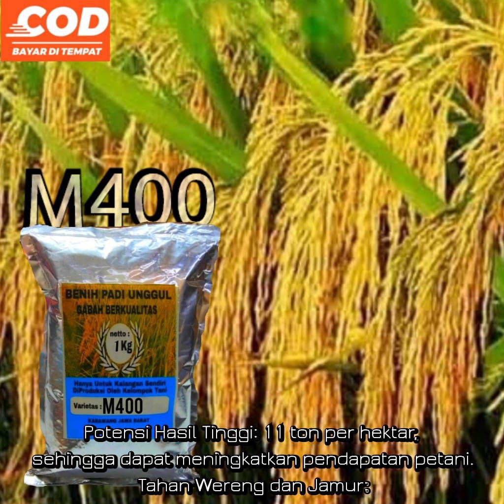 Benih padi M400 unggul super genja (1kg)