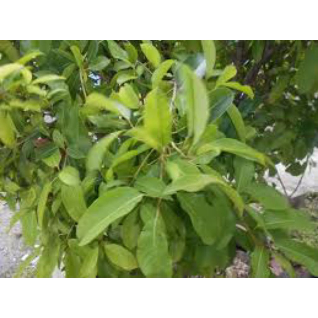 

daun hunut asli pres 500grm