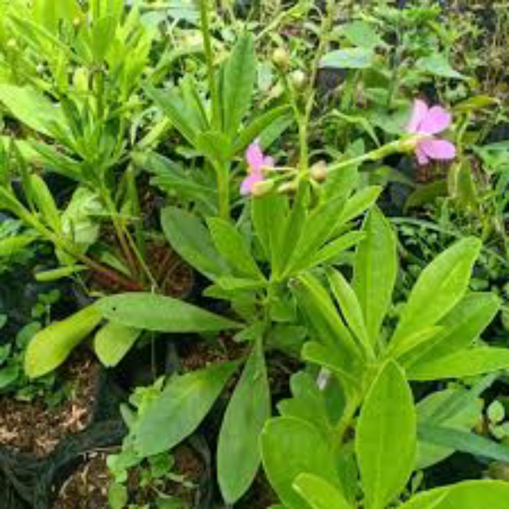 

daun ginseng asli 500grm