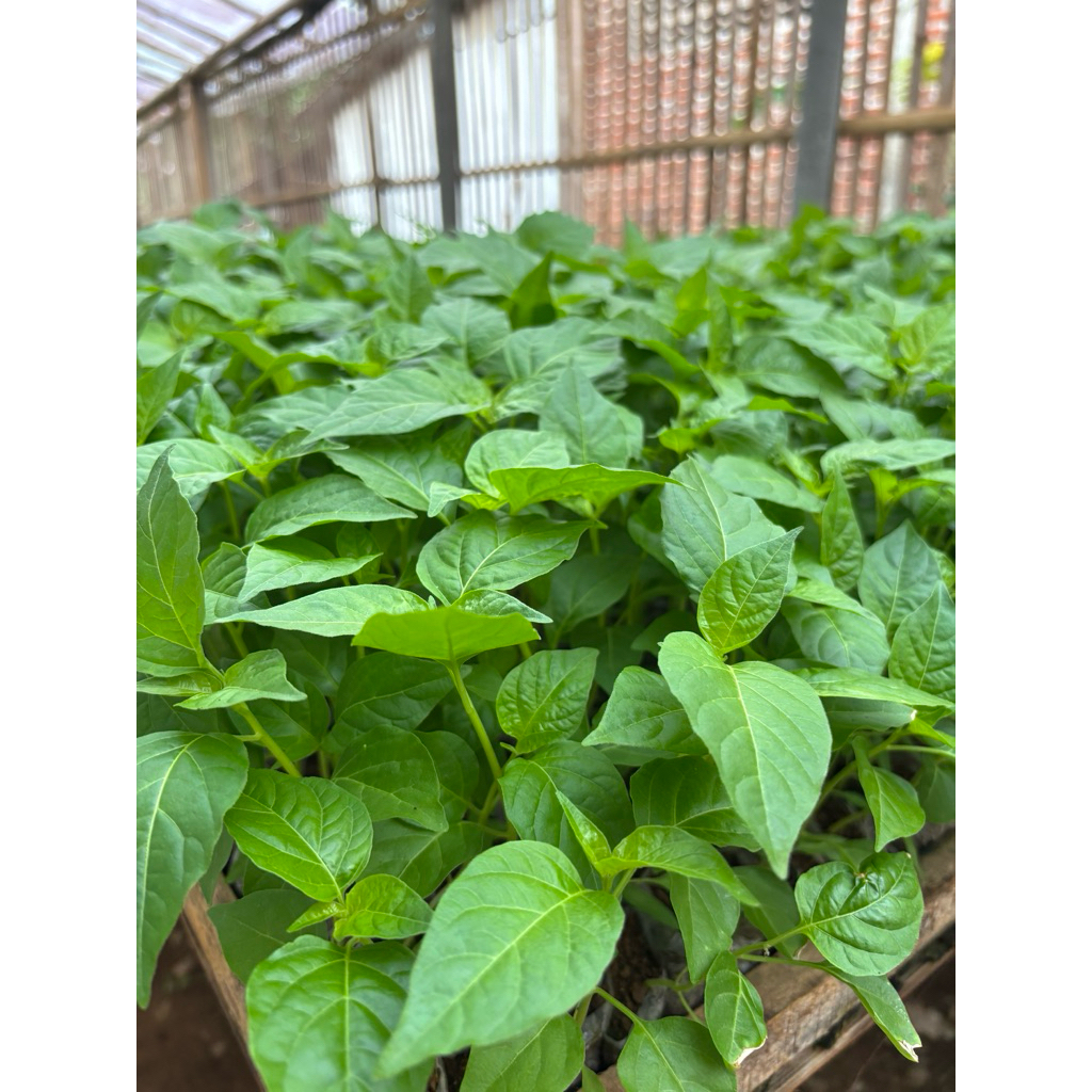 

Bibit Rawit Cabe ORI 212