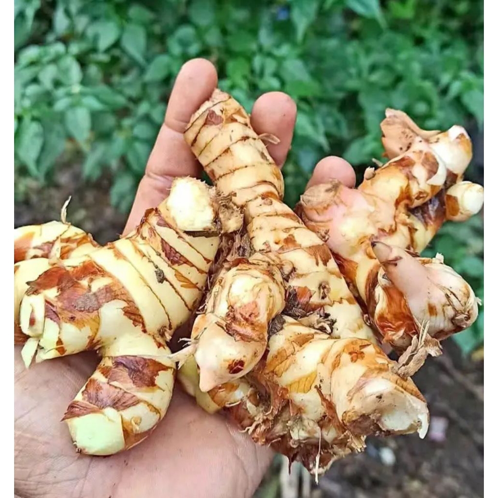 

Lengkuas Laos Segar Fresh Kiloan 100gr - Rempah Empon