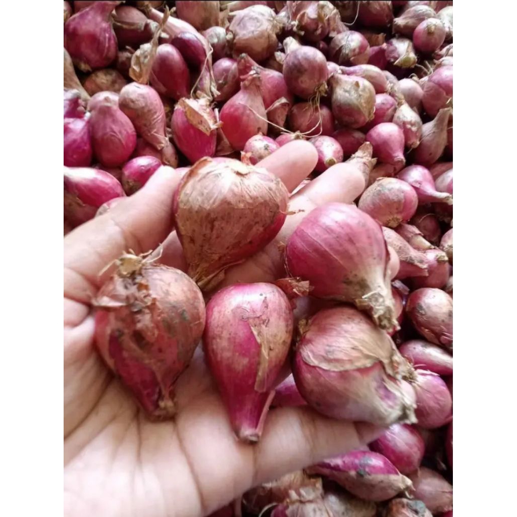 

Bawang Merah tanggung besar Langsung Ambil dari kebun