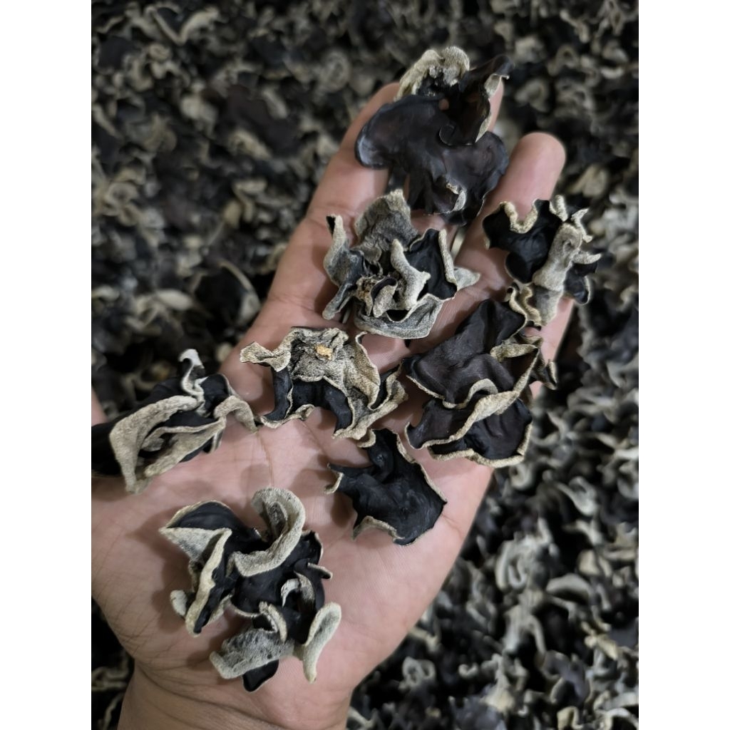 

Jamur Kuping kering 100gr ✅ ukuran kecil sortir praktis ✅