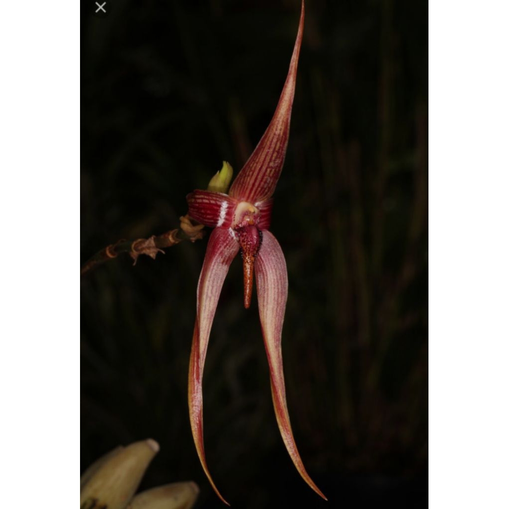 bulbopyllum sulawesii /anggrek/Orchid/bunga/ganaman