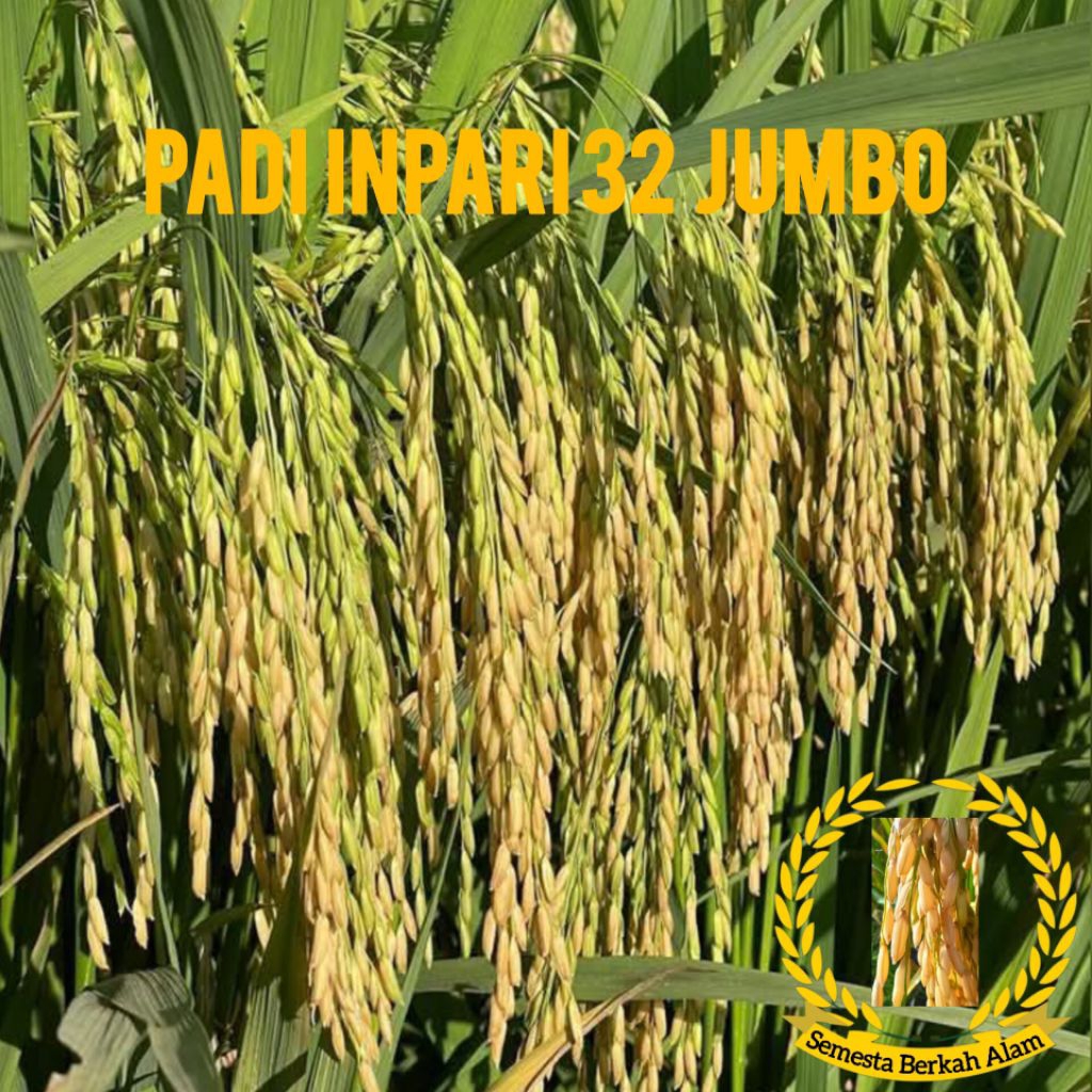 Bibit padi inpari 32 jumbo super Unggul 1Kg