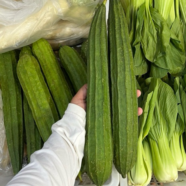 

Oyong / Gambas 1 kg | Promo Sayuran Murah | Fresh Buah Amanah