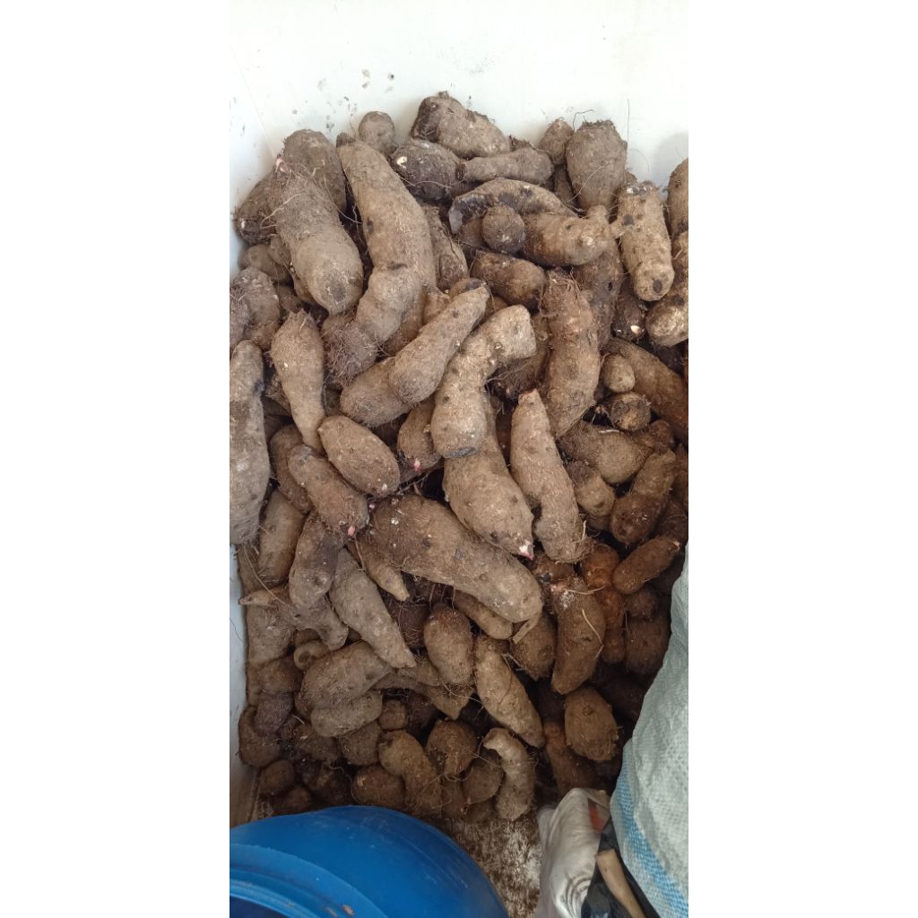 

ubi talas/bodang