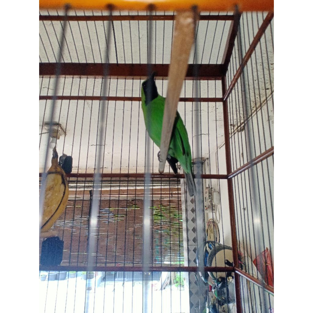 CUCAK IJO GACORAN PRESTASIAN PLUS SANGKAR