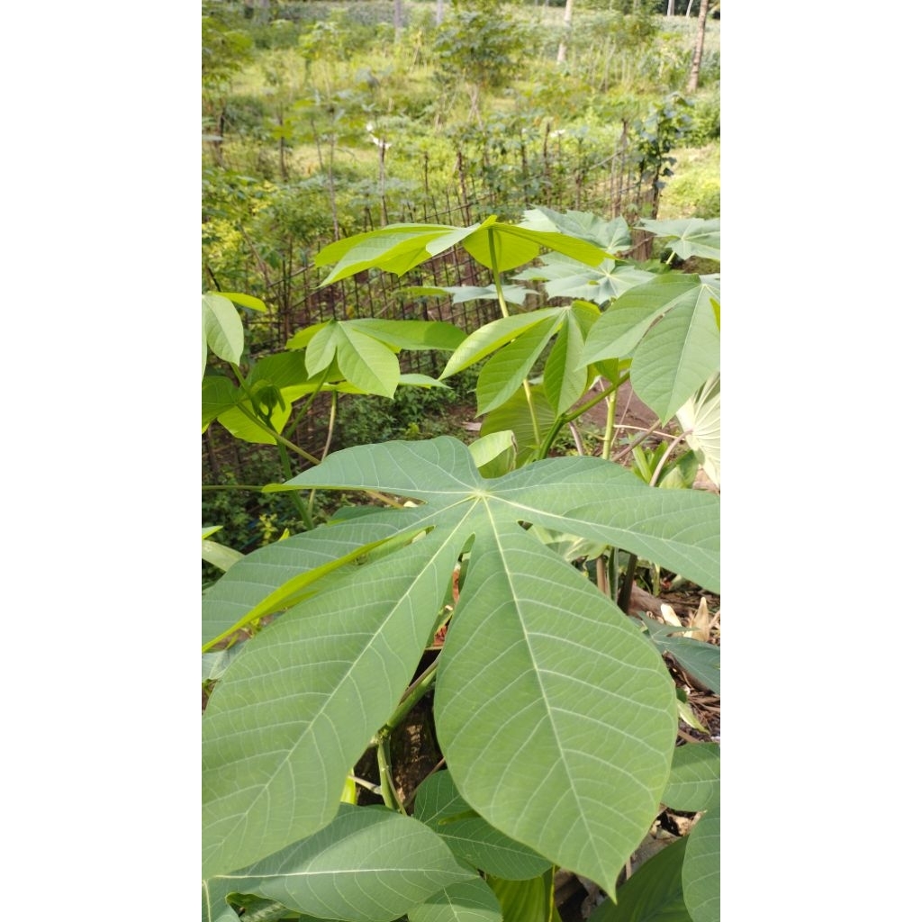 

Daun Ketela Muda Bahan Urap