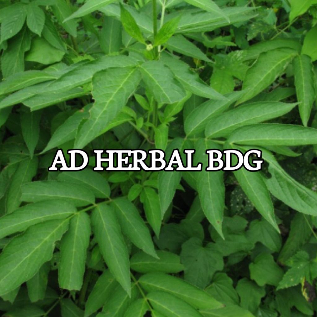 

Daun Sangitan Sambucus Javanica Fres Segar Isi Per 500 Gram