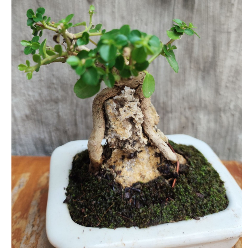 Bonsai mini unik menjepit batu alam dengan vas keramik elegant