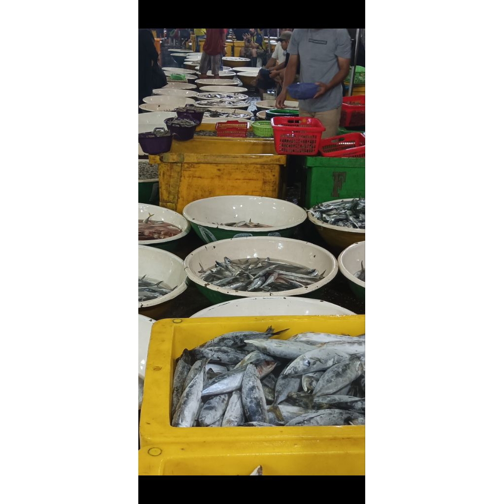 

ikan tongkol cekalang Frozen kualitas super