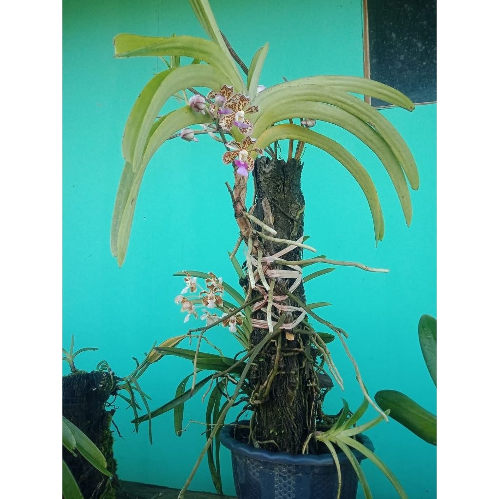 ANGGREK Vanda Tricolor