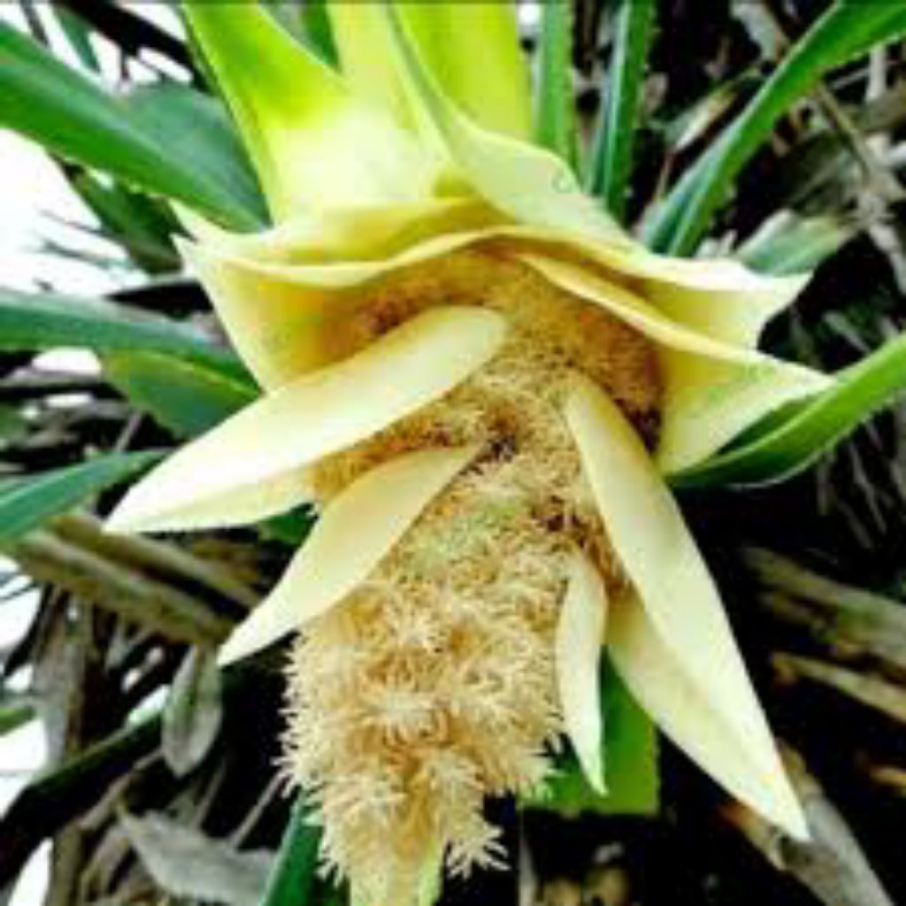 

Tersedia bunga jantan fresh / bunga pandan laut / bunga pandan duri