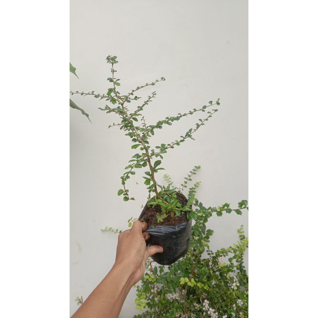 Hokianti daun micro /Bahan bonsai hokianti micro