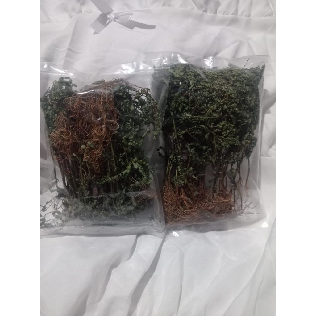 

Daun-Meniran-kering