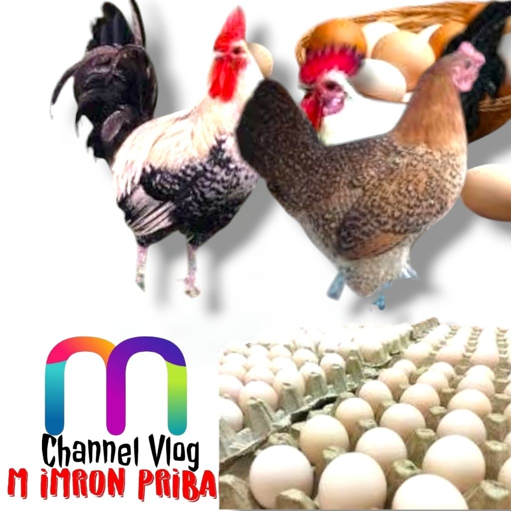 

IMRON PRIBADI Paket 30 Pcs Telur FERTIL Ayam ELBA vs AYAM ARAB Untuk Ditetaskan Oleh Farm Profesional