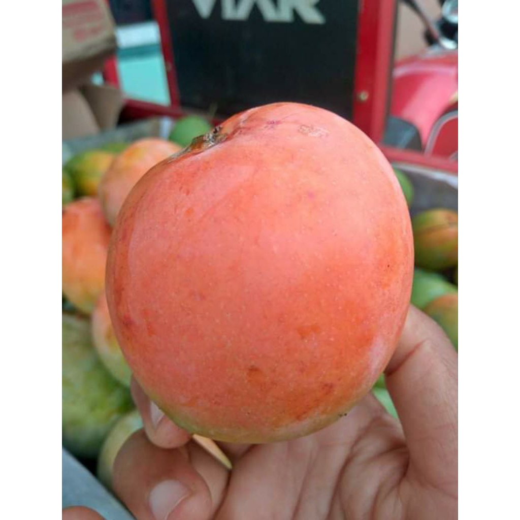 

Mangga Gedong Indramayu
