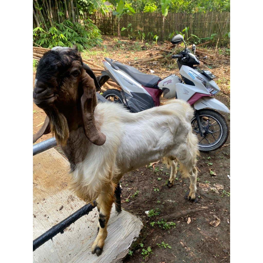 

KAMBING QURBAN KELAS JUMBO JABODETABEK BB 50kg