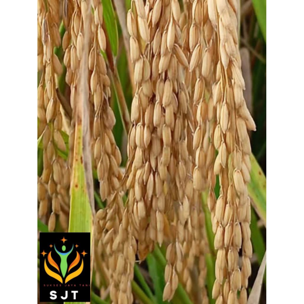 Bibit padi unggul suppadi 56 kemasan 5Kg