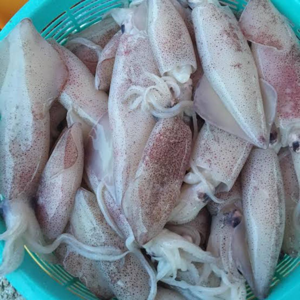 

Sotong segar fresh/ sotong fresh segar/ cumi-cumi segar / cumi-cumi fresh pasar pagi