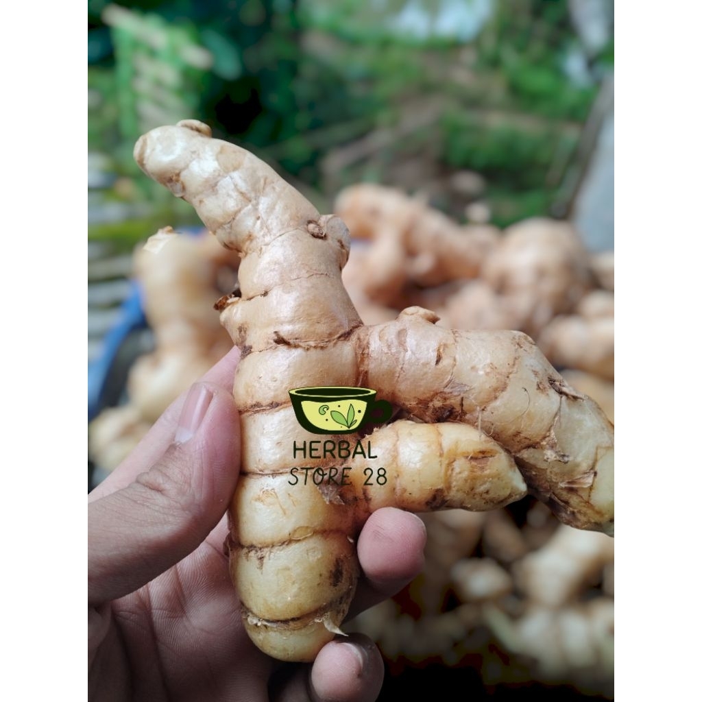 

Kunyit putih segar 1 kg fresh segar / bersih / di ambil langsung dari kebun HERBAL STORE 28