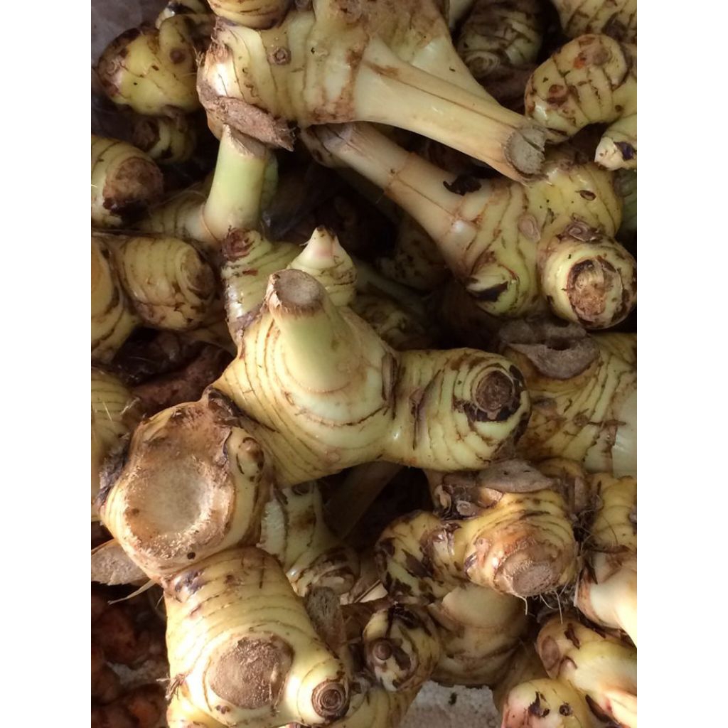 

Lengkuas putih segar Murah terjamin kualitasnya 1kg