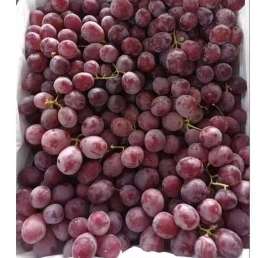 

Red Globe Aust / Anggur Australia/ 500gr - 1kg