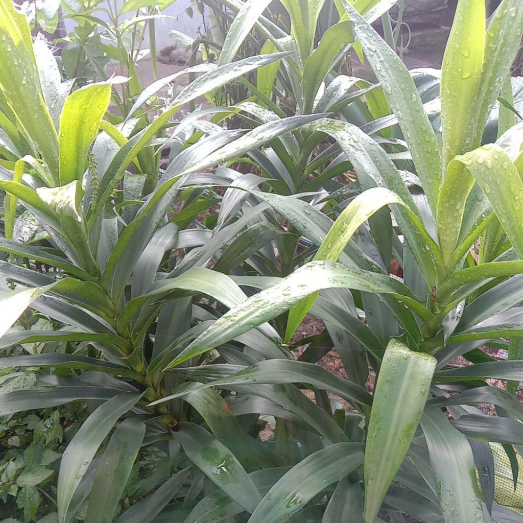 

DAUN SUJI WANGI segar 25 LEMBAR untuk kesehatan dan pewarna serta aroma makanan dan minuman alami