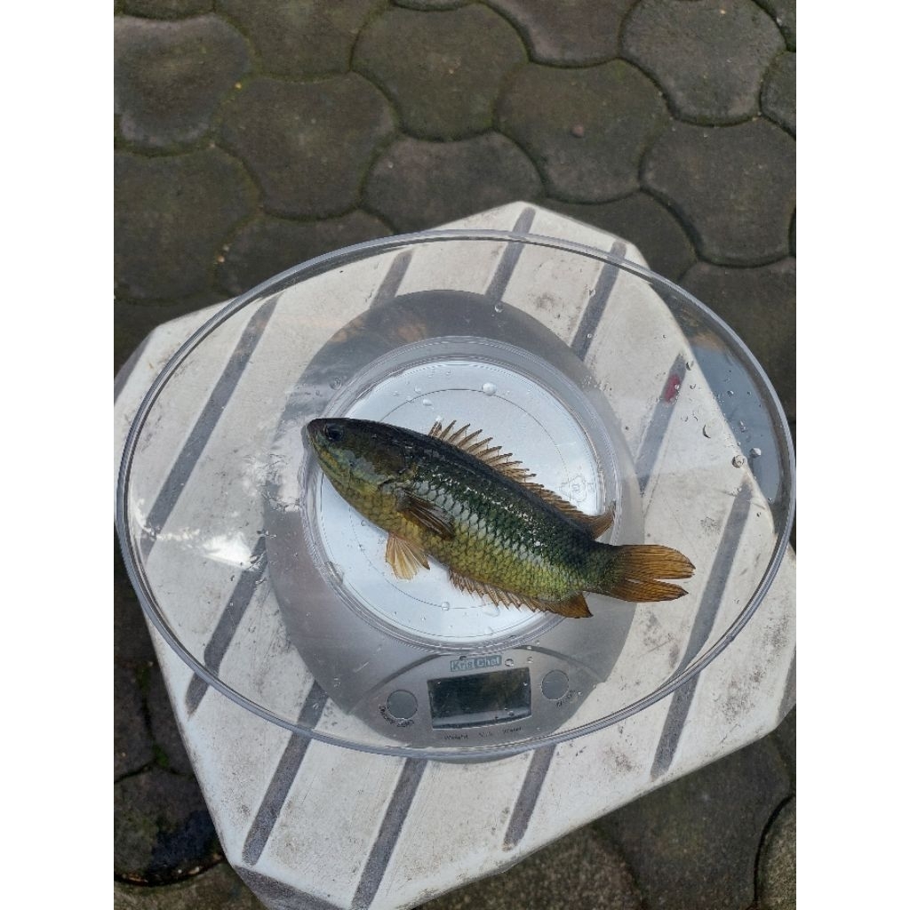 

ikan betok/papuyu super
