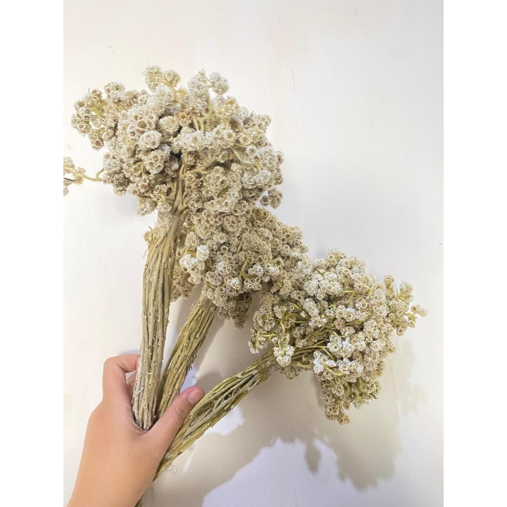 bunga abadi/bunga hiasan mahar/bunga hiasan buket/bunga mahar/bunga lamaran/bunga hantaran/bunga ede