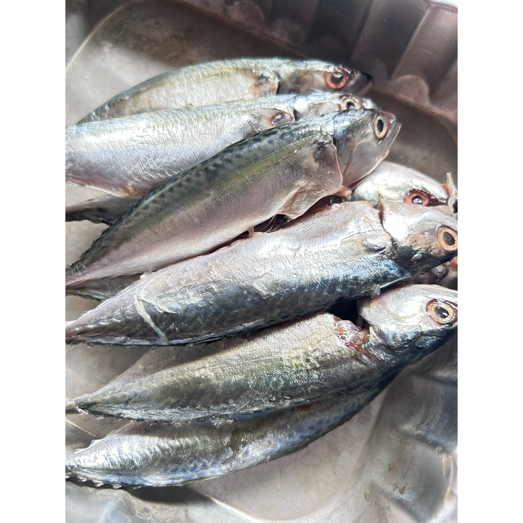 

Ikan Segar Layang Kecil Sedang Pasar Online