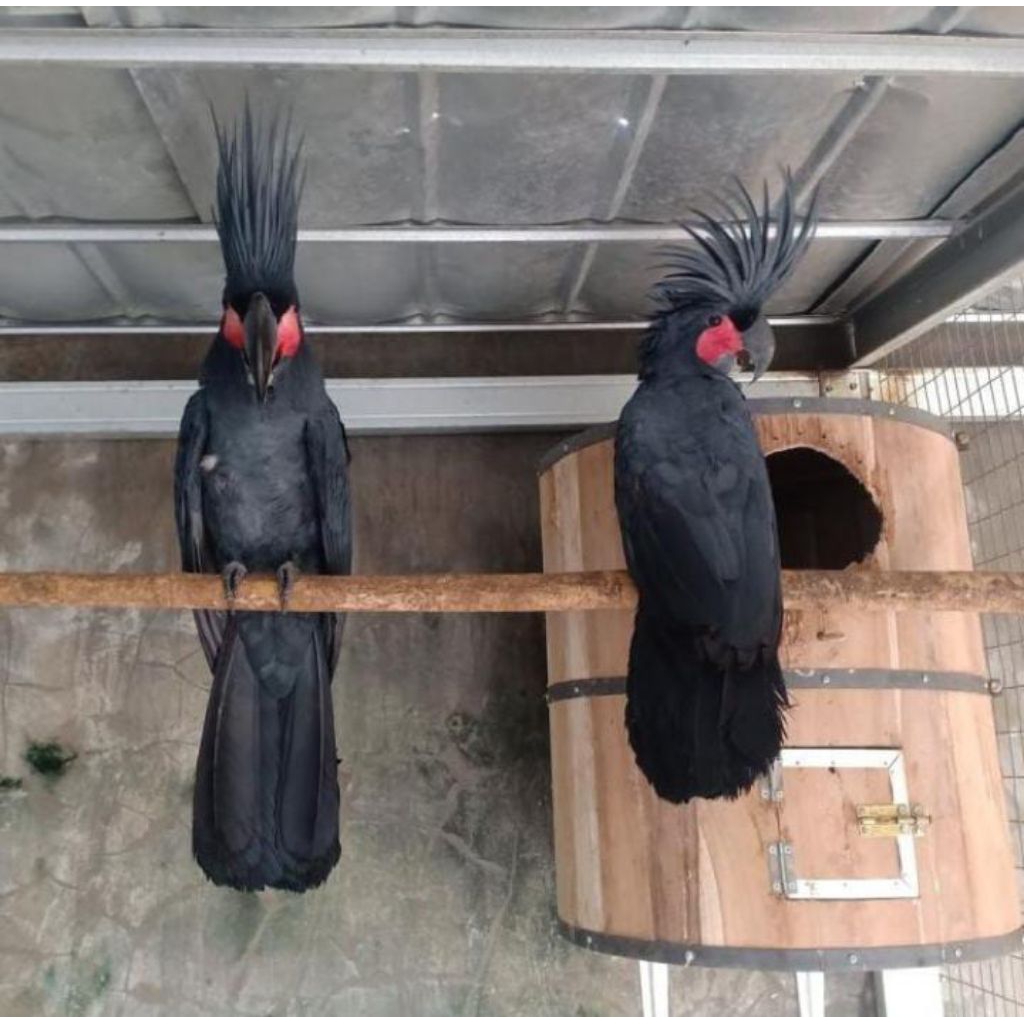 

Telur burung raja hitam untuk ditetaskan 100%dijamin menetas