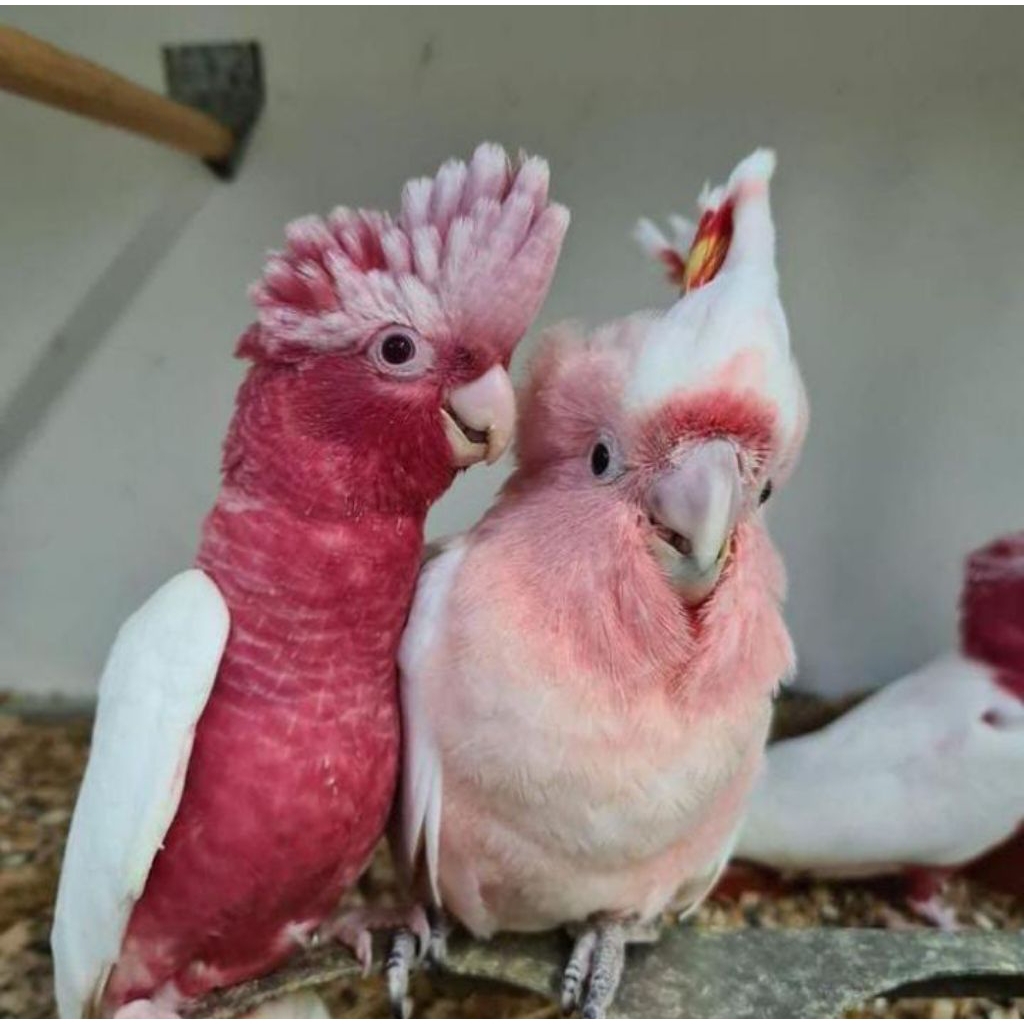 

Terbaru telur Kaka tua mawar untuk ditetaskan