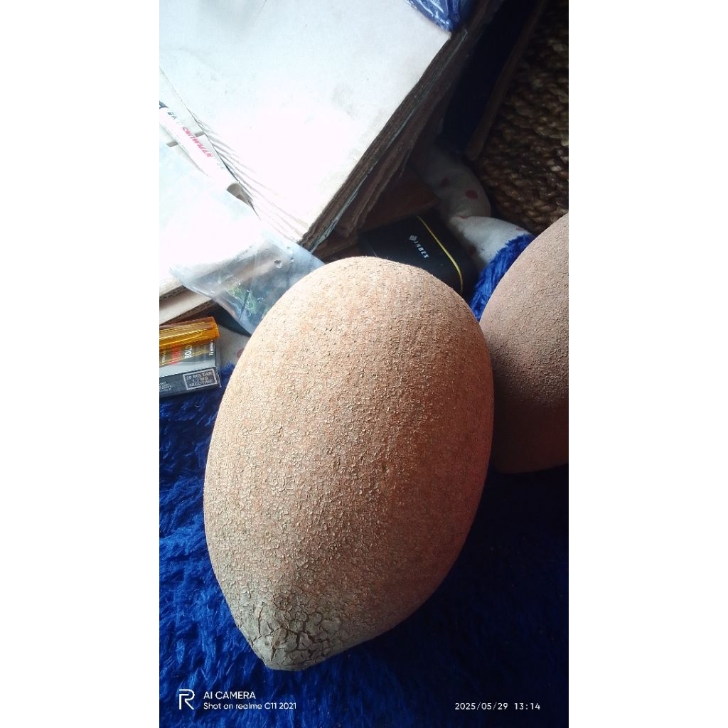 bibit sawo mameysapote/sawo raksasa