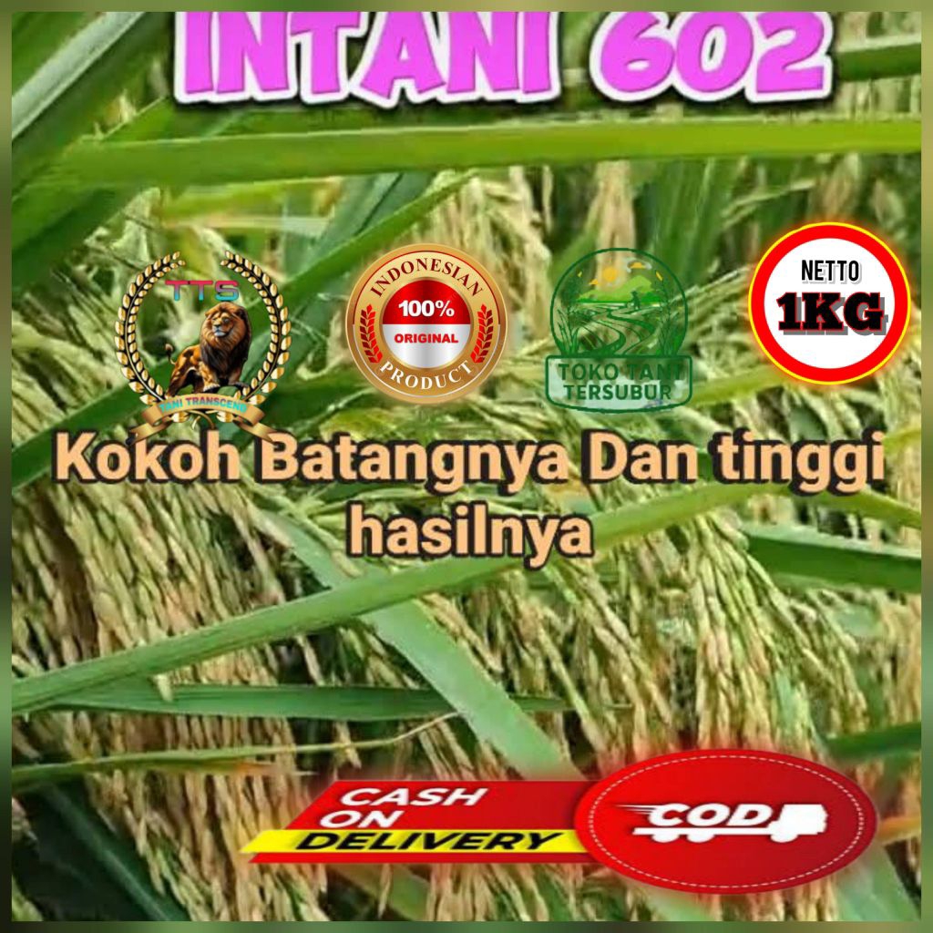 BENIH PADI HIBRIDA INTANI 602 KEMASAN 1 KG KUALITAS SUPER