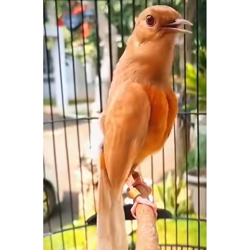 

TELUR FERTIL MURAI GOLDEN SHAMA INDUKAN GRADE A++ GARANSI MENETAS