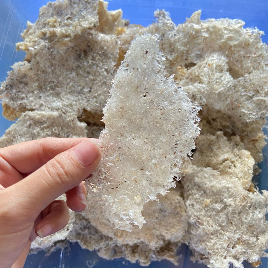 

Sarang Burung Walet Hancuran Kotor(1Gram)
