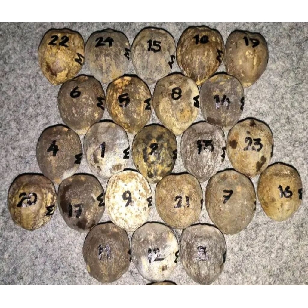 muncang aduan marjudi jawa