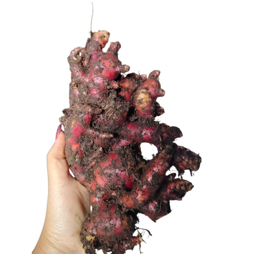 

jahe merah 1kg,rempah bumbu dapur