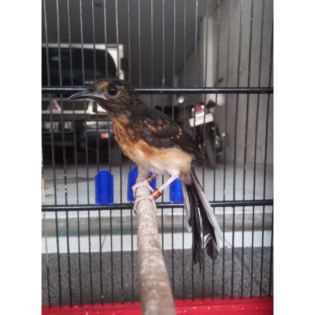 (induk prestasi) Murai Batu Trotol Jantan Fighter