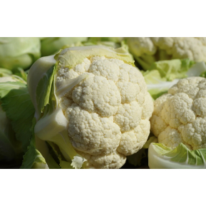 

Bunga Kol Medan Daily Market