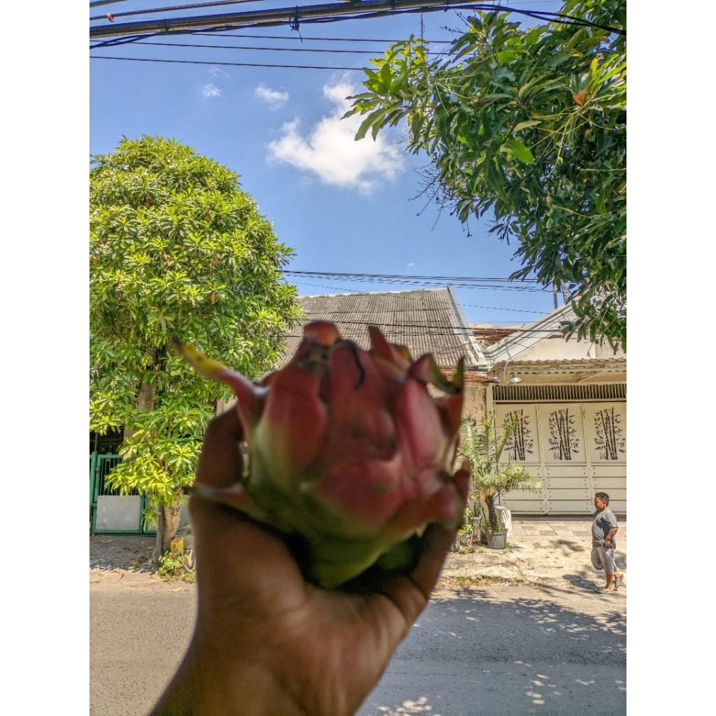 

buah naga merah segar 1kg