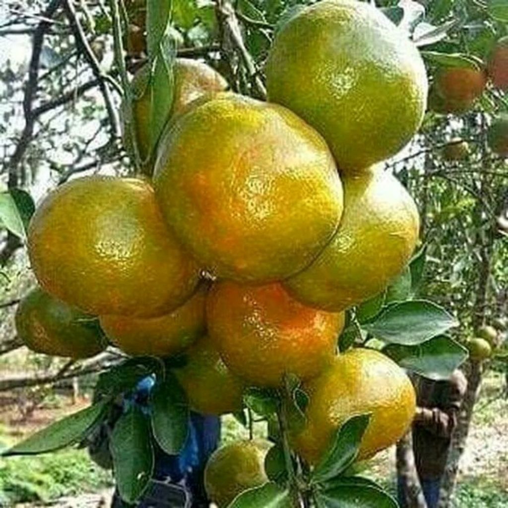 

Bibit jeruk keprok batu 55 berbuah