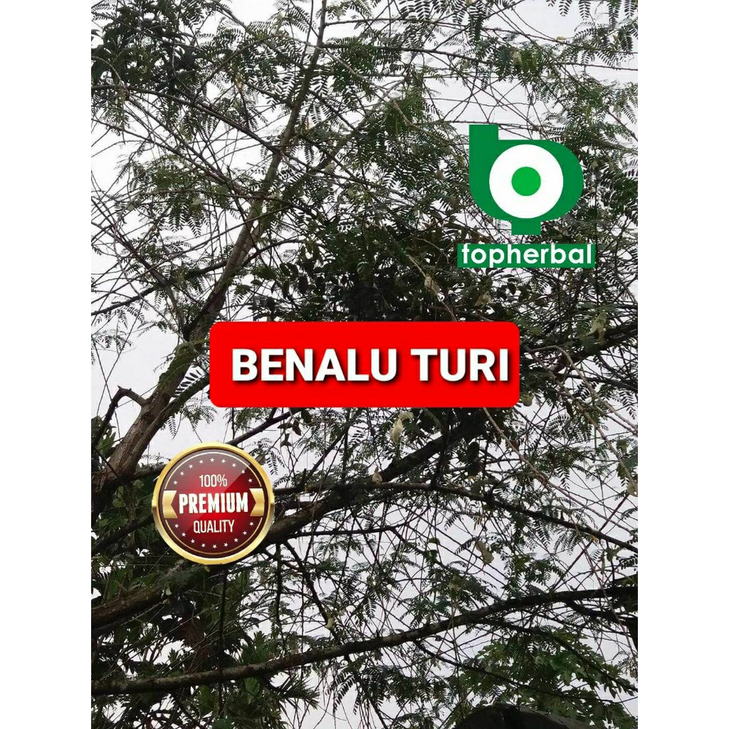 

Daun benalu turi kering hijau grade A+ 1kg/1000gram