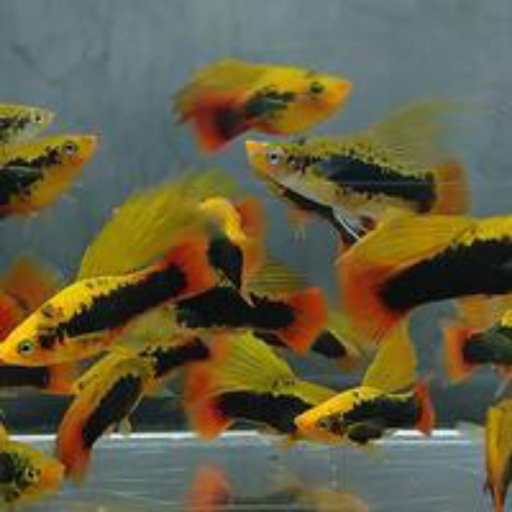 Platy Variatus Hawai Cendrawasih Gen HiFin 1pair