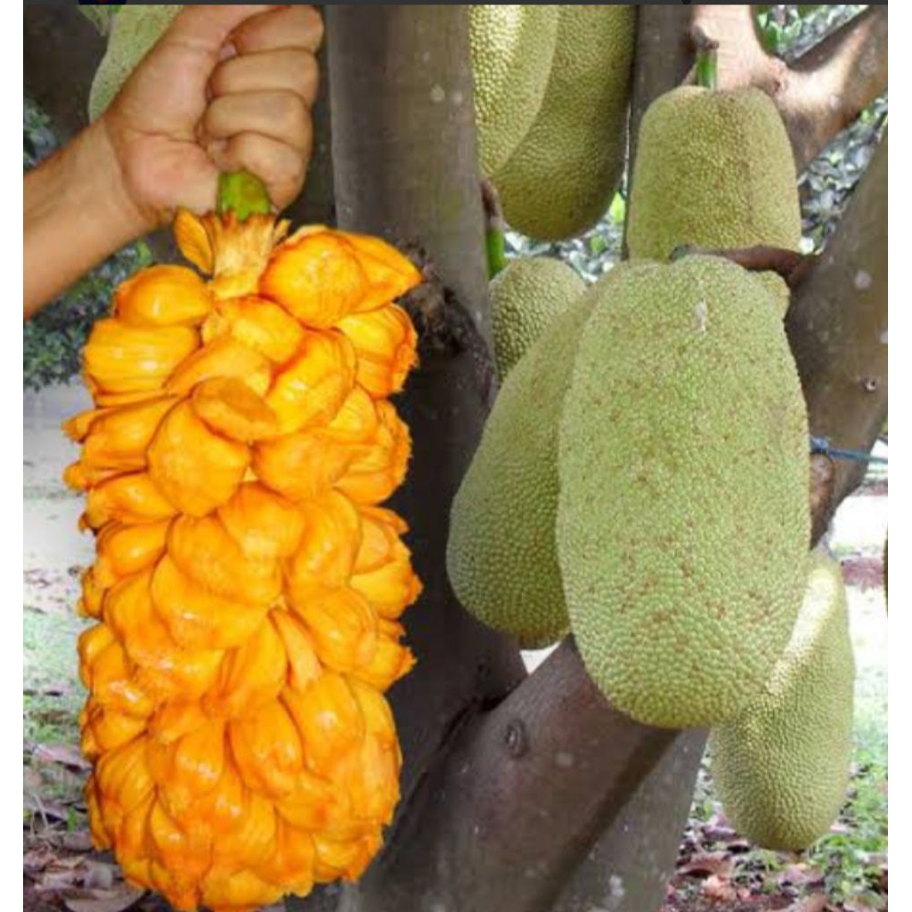 

CEMPEDAK MADU SUPER MANIS ( 3 KG ) HRP CHAT DAHULU