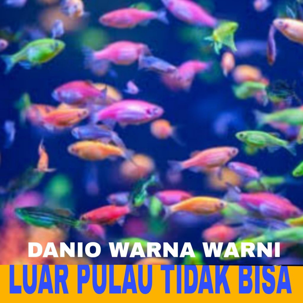 

denio warna full 51 pcs